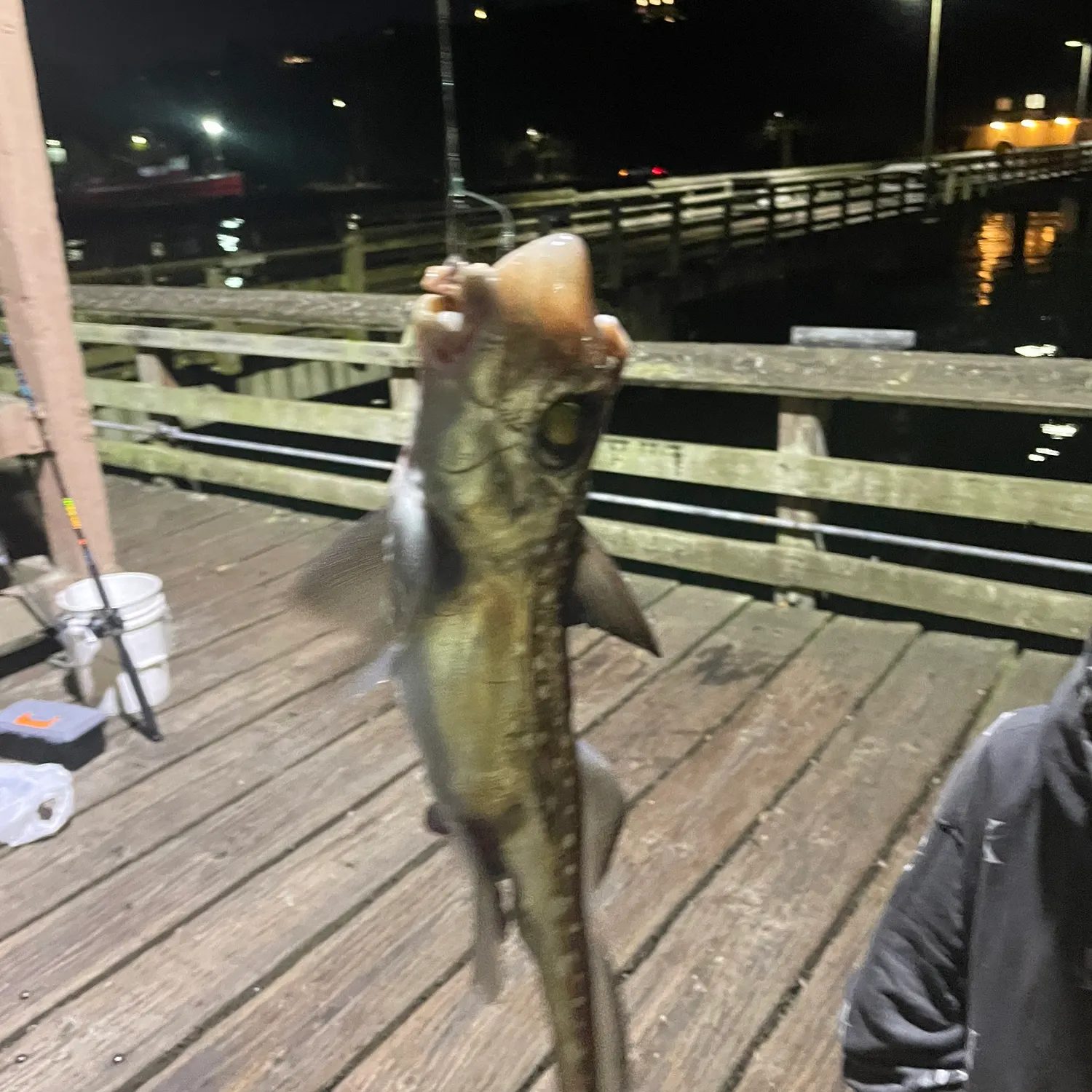 The most recent Ratfish catches on Fishbrain
