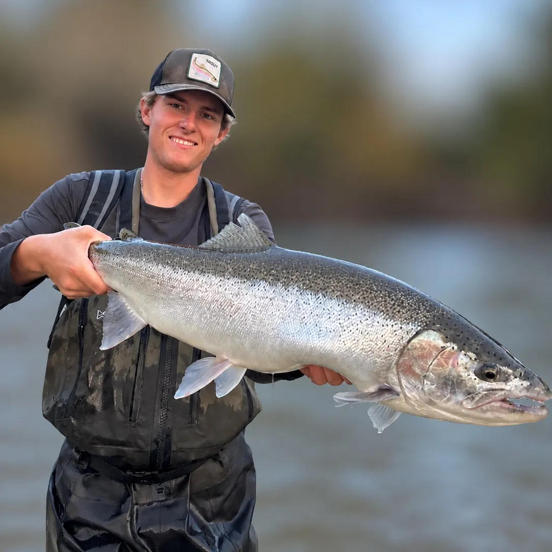 Steelhead caught on Fishbrain