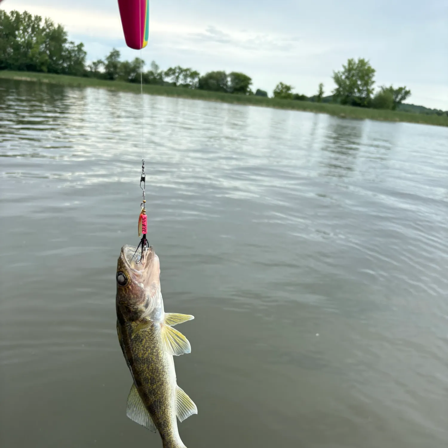 The most recent Sauger catches on Fishbrain