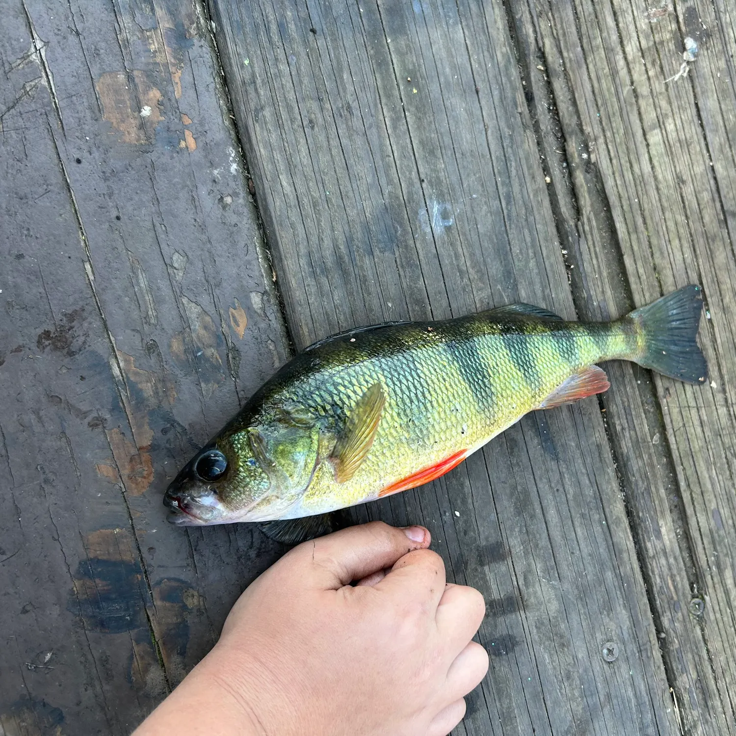 Yellow perch caught on Fishbrain