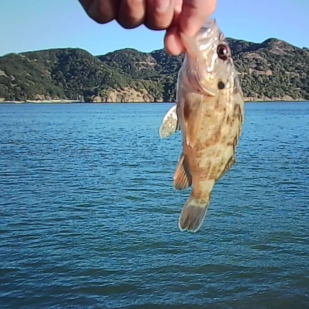 Brown rockfish caught on Fishbrain