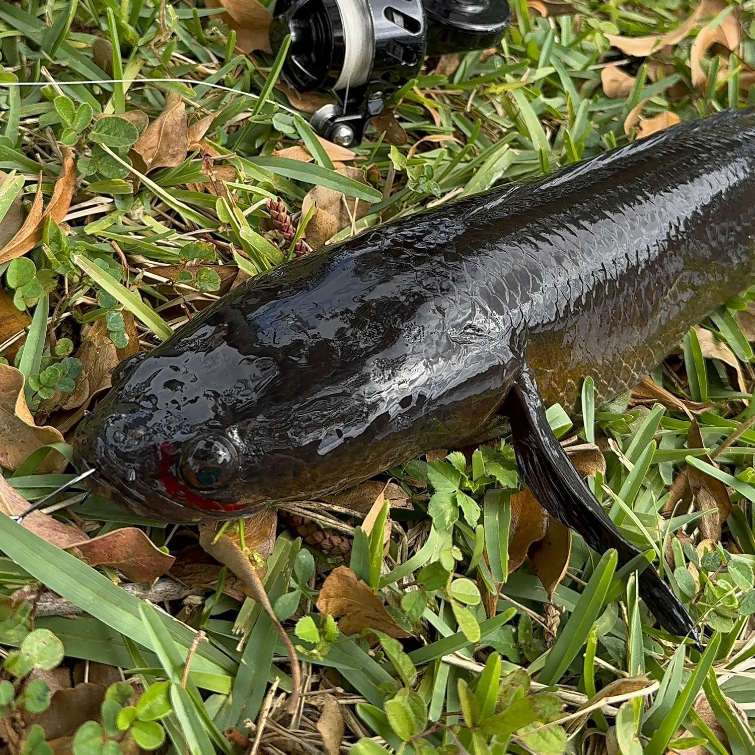 The most recent Bullseye snakehead catches on Fishbrain