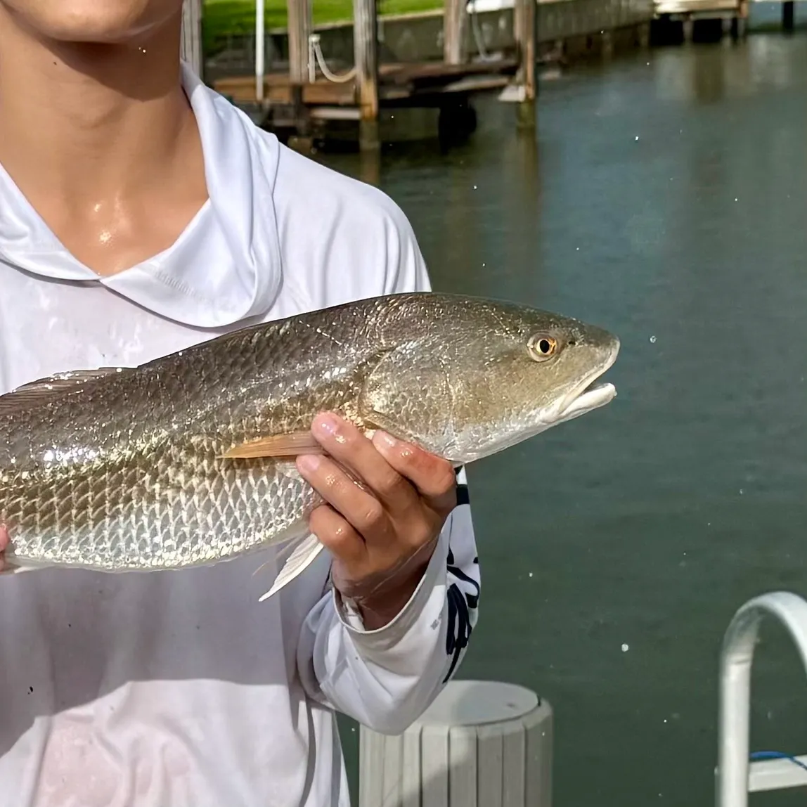 Red drum caught on Fishbrain