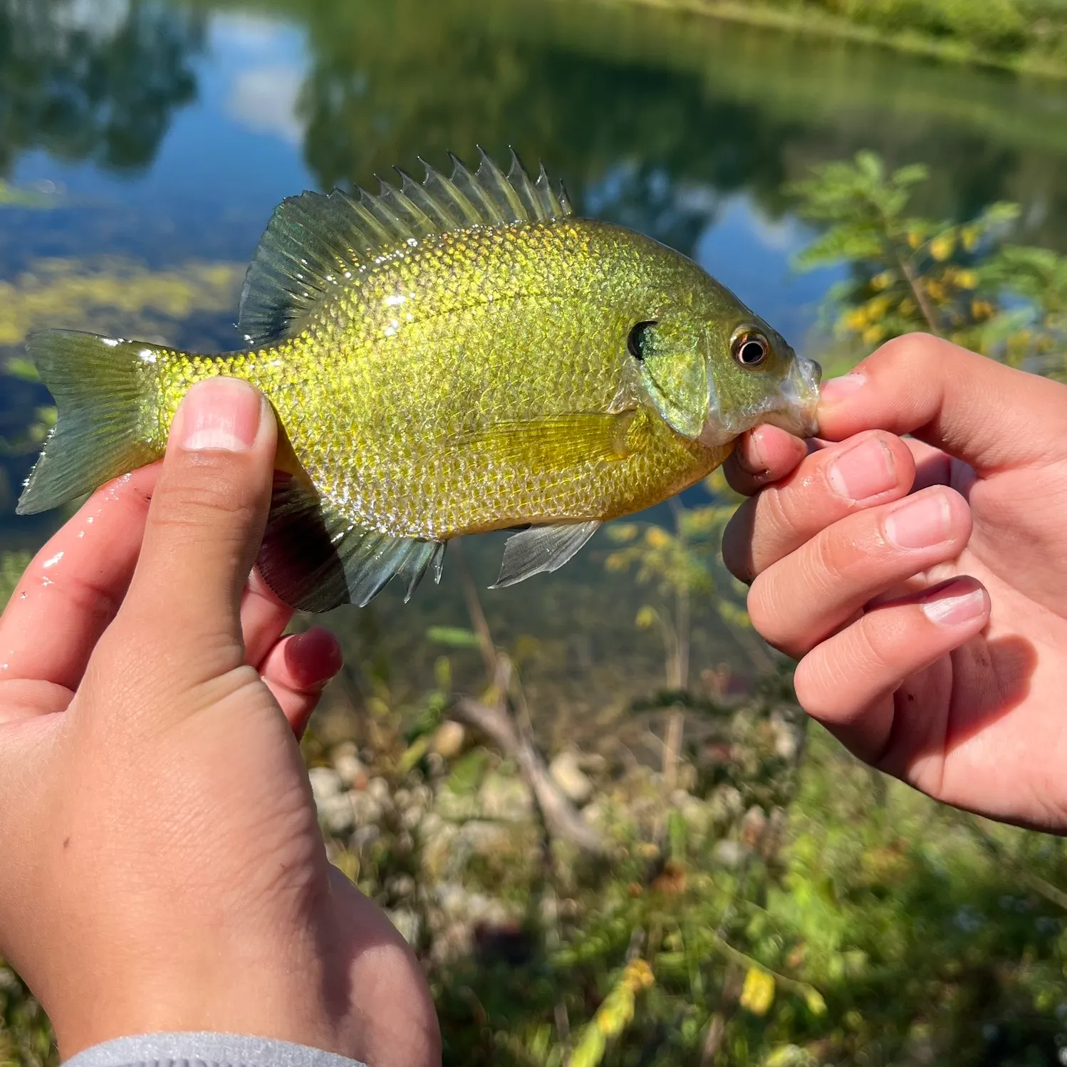 Bluegill caught on Fishbrain