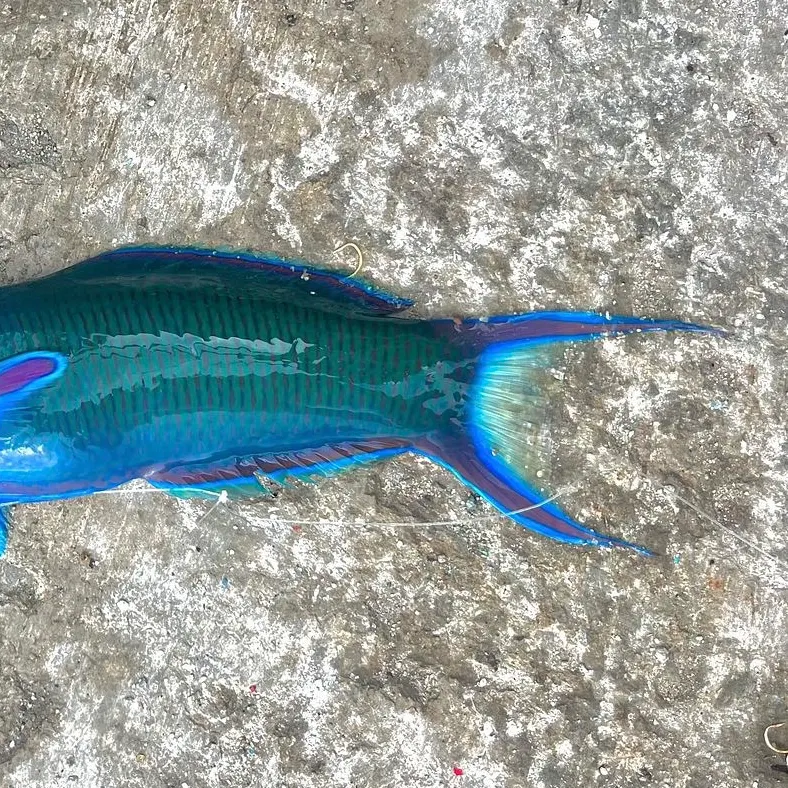 The most recent Moon wrasse catches on Fishbrain
