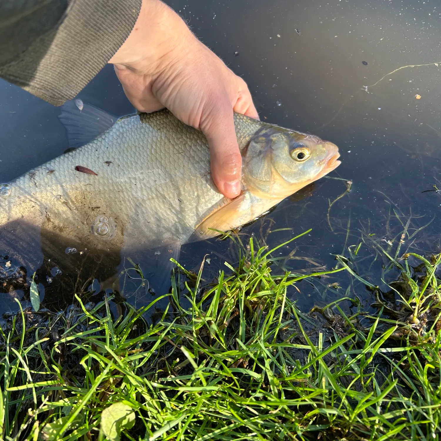 Common bream caught on Fishbrain