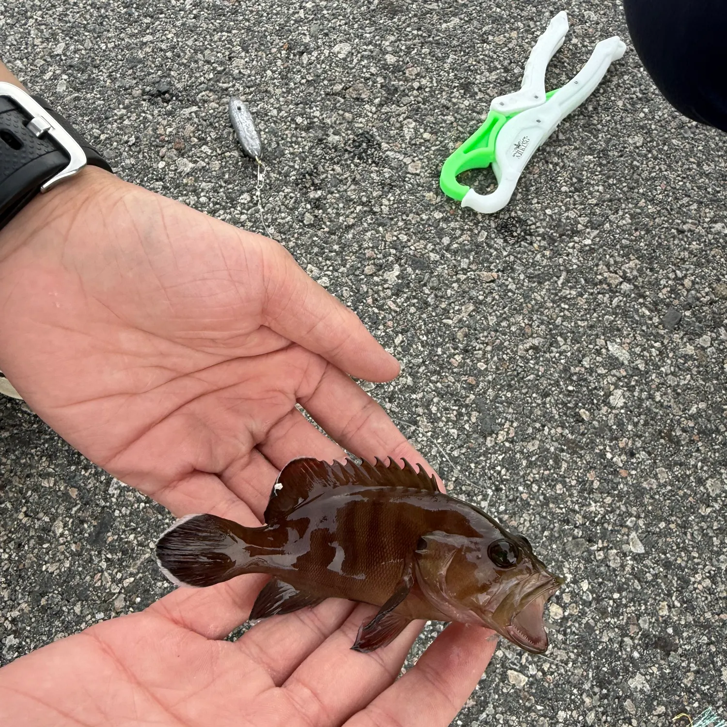 The most recent Bluelined hind catches on Fishbrain