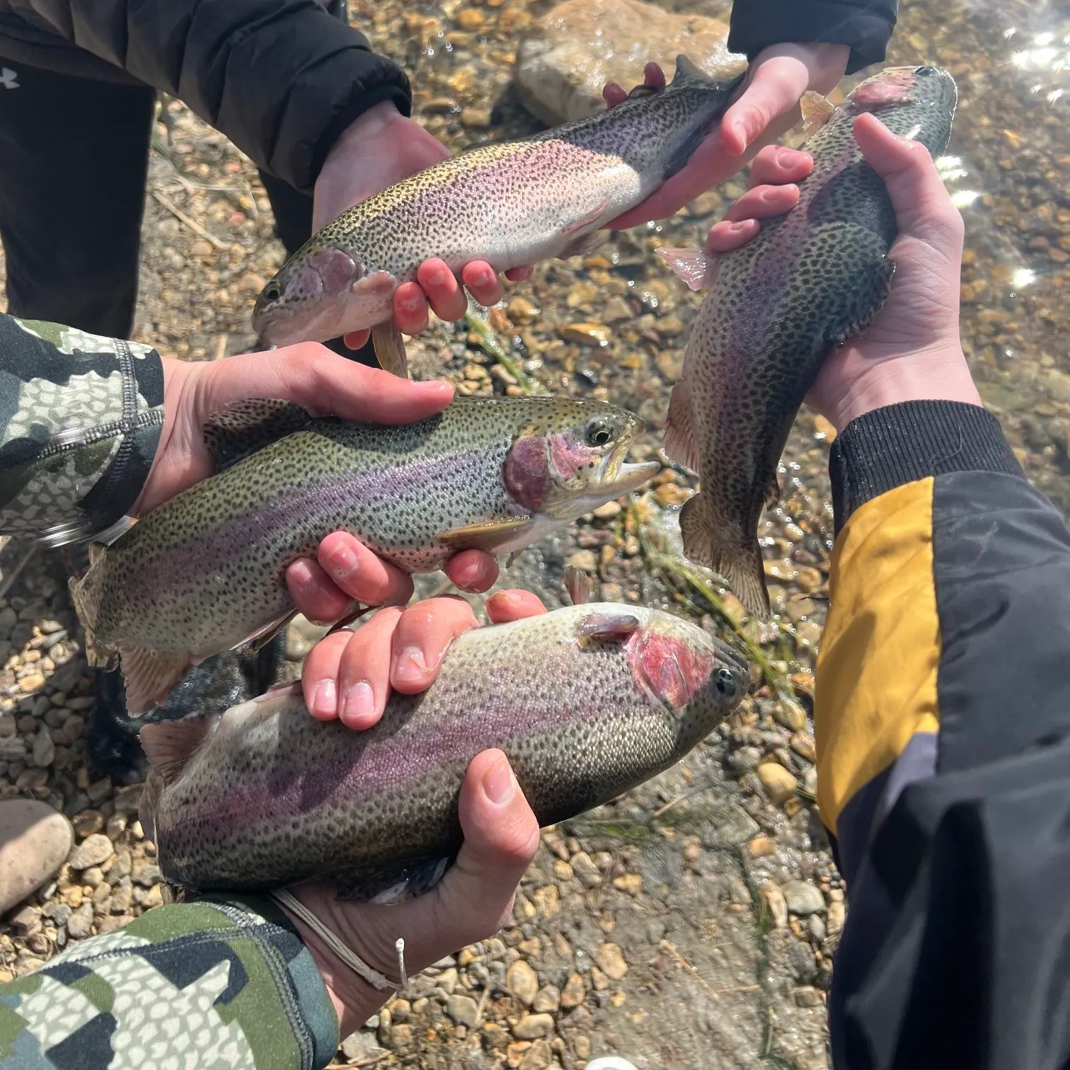 recently logged catches