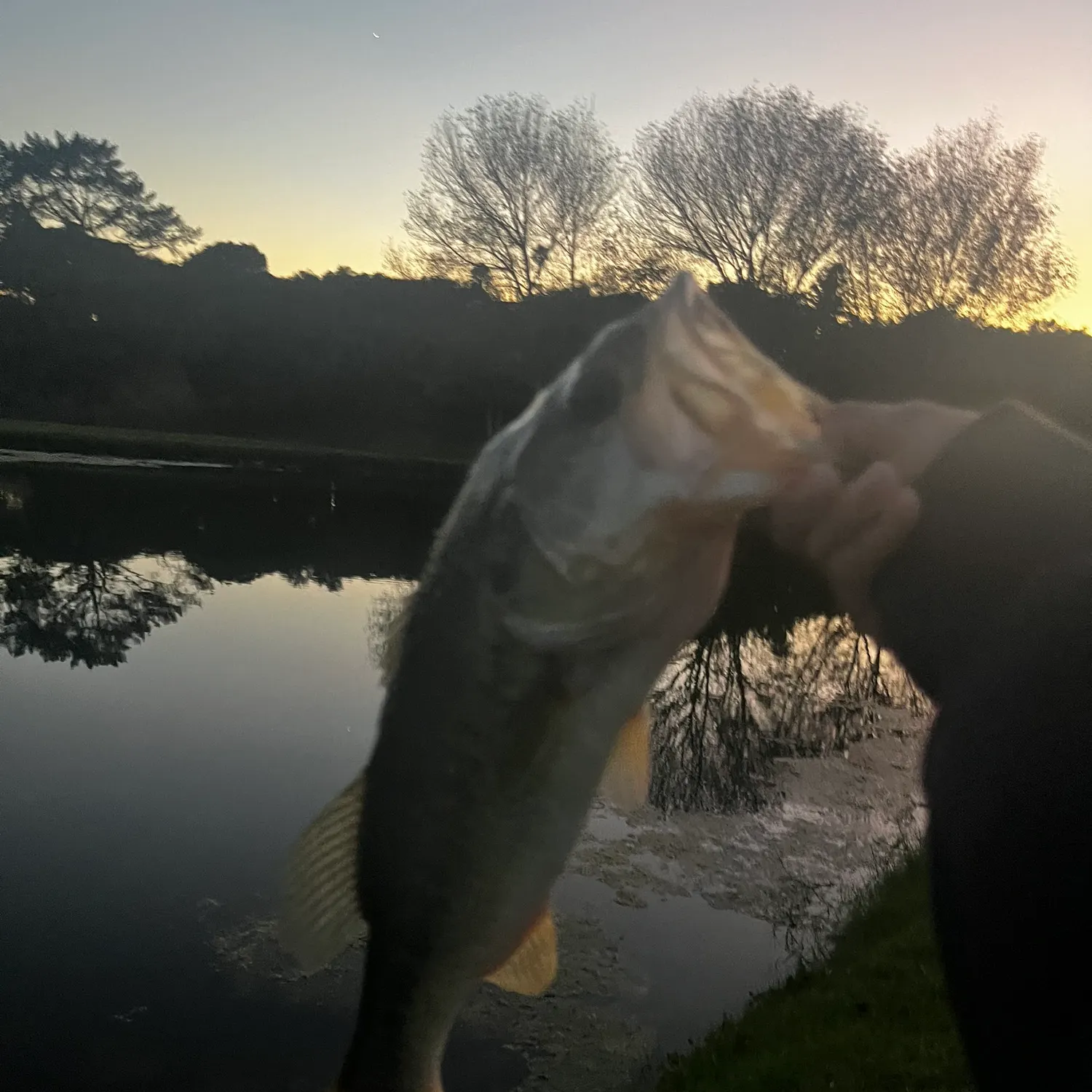 Largemouth bass caught on Fishbrain