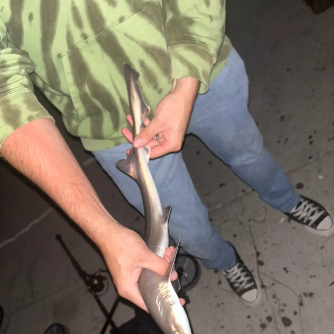 The most recent Grey smooth-hound catches on Fishbrain