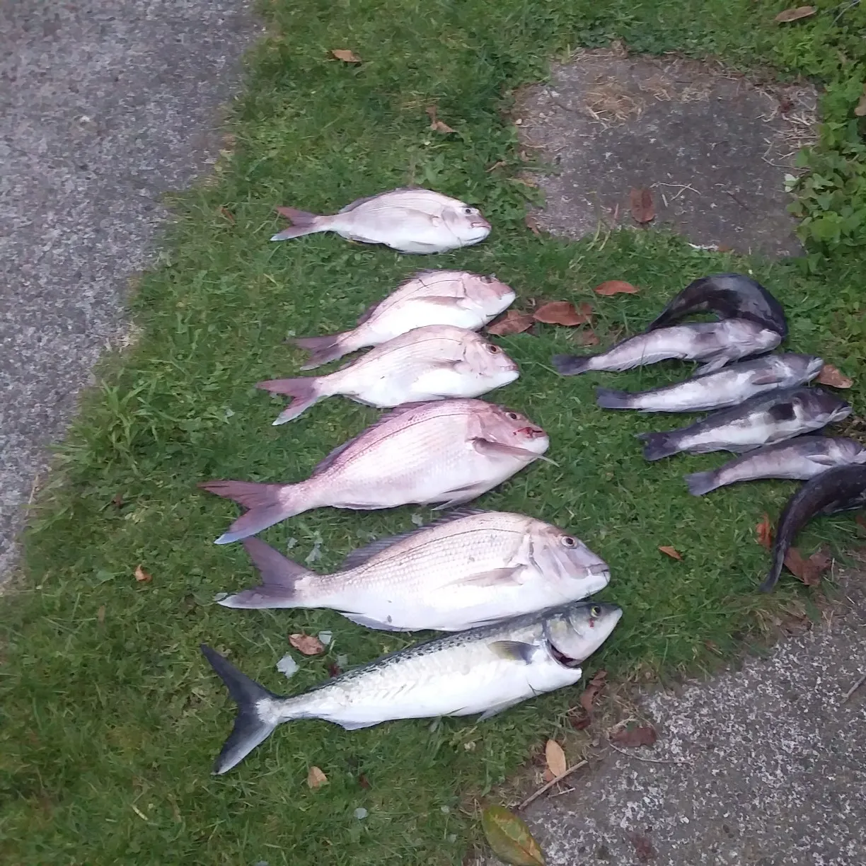 recently logged catches