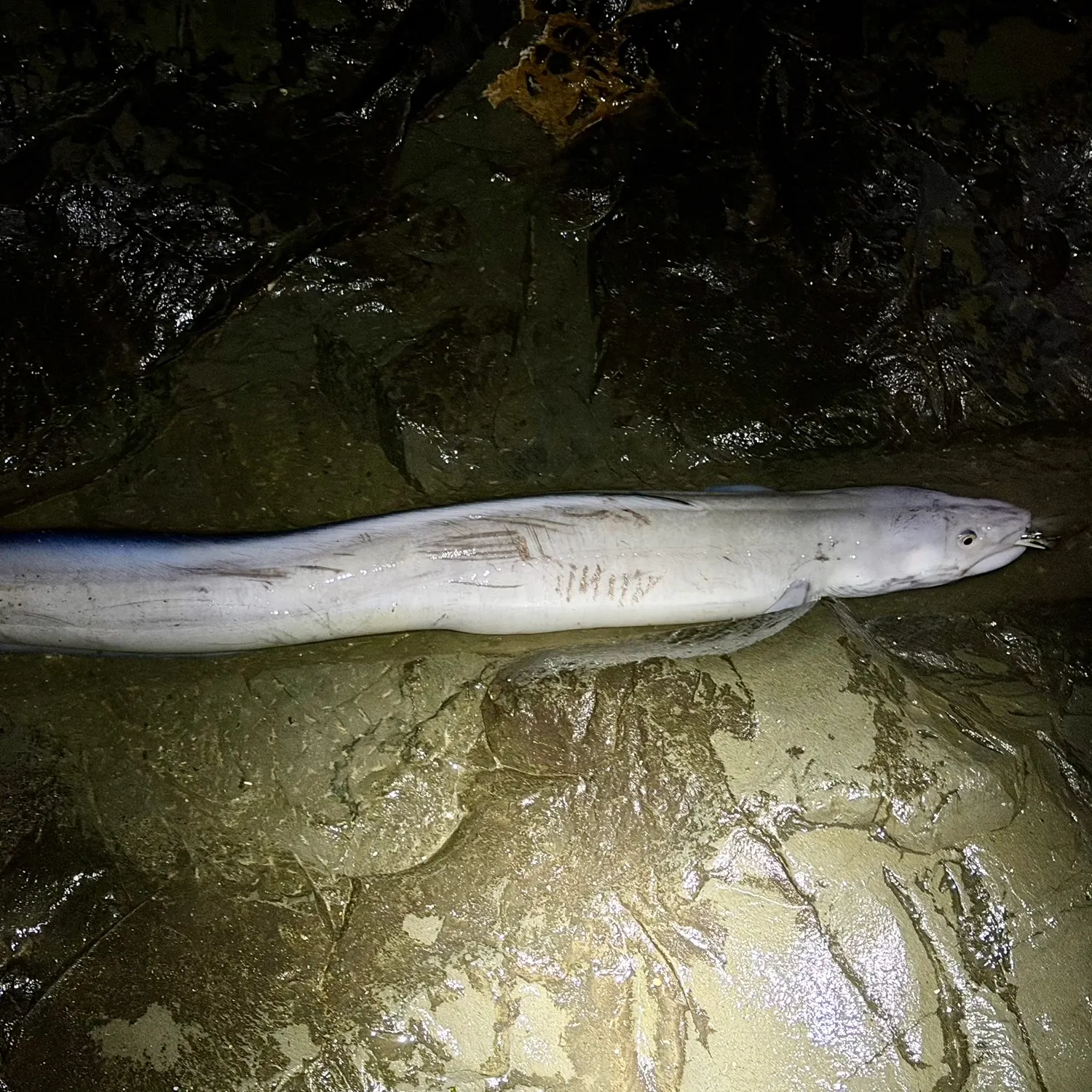 The most recent Longfin African conger catches on Fishbrain