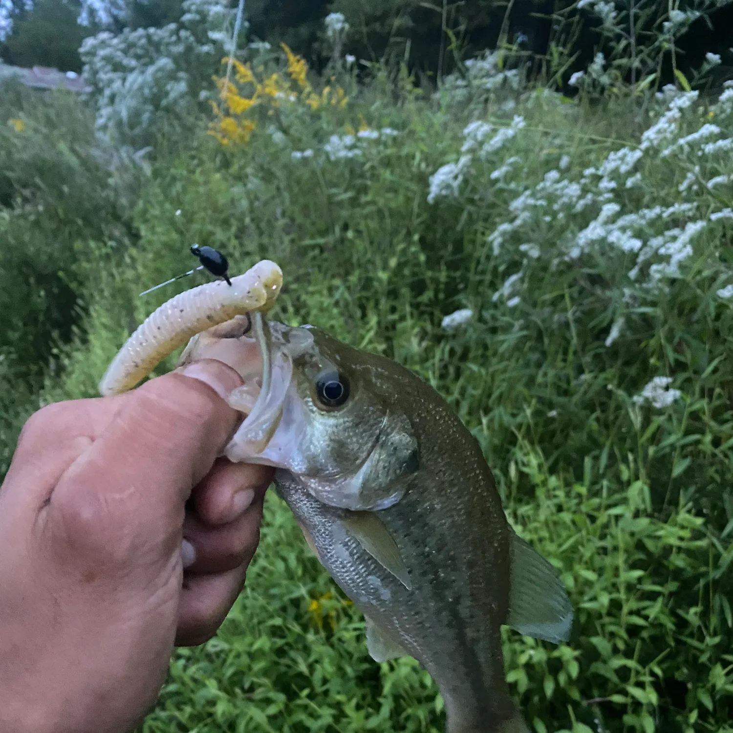 Largemouth bass caught on Fishbrain