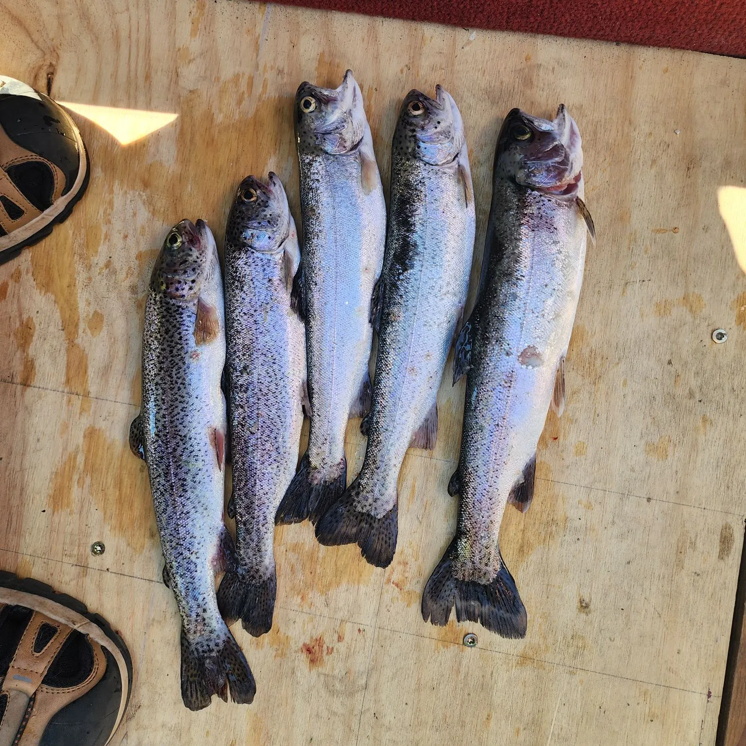 recently logged catches