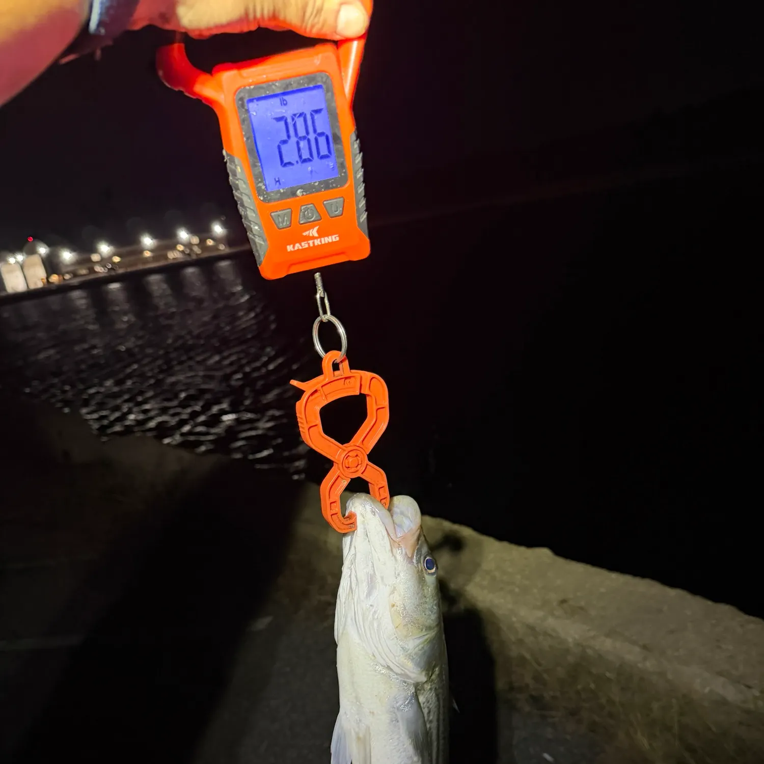 Striped bass caught on Fishbrain