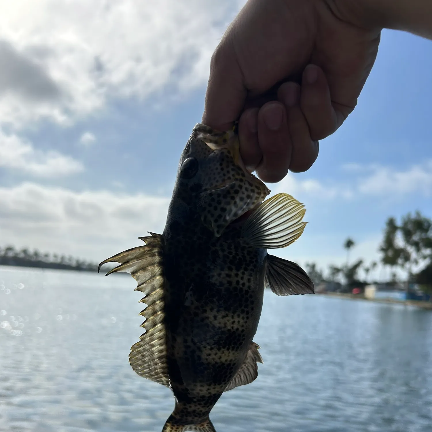 Spotted sand bass caught on Fishbrain