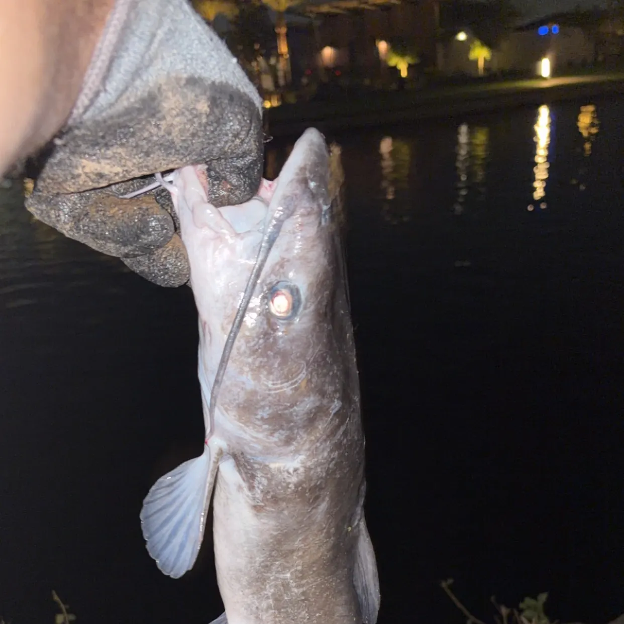 Channel catfish caught on Fishbrain