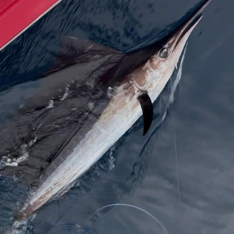 The most recent Atlantic sailfish catches on Fishbrain