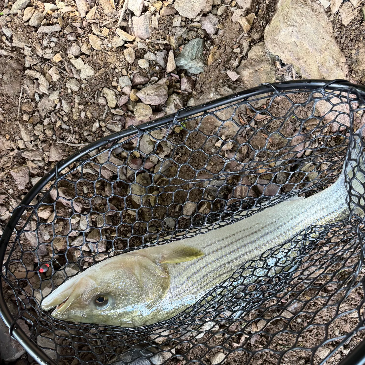 Striped bass caught on Fishbrain