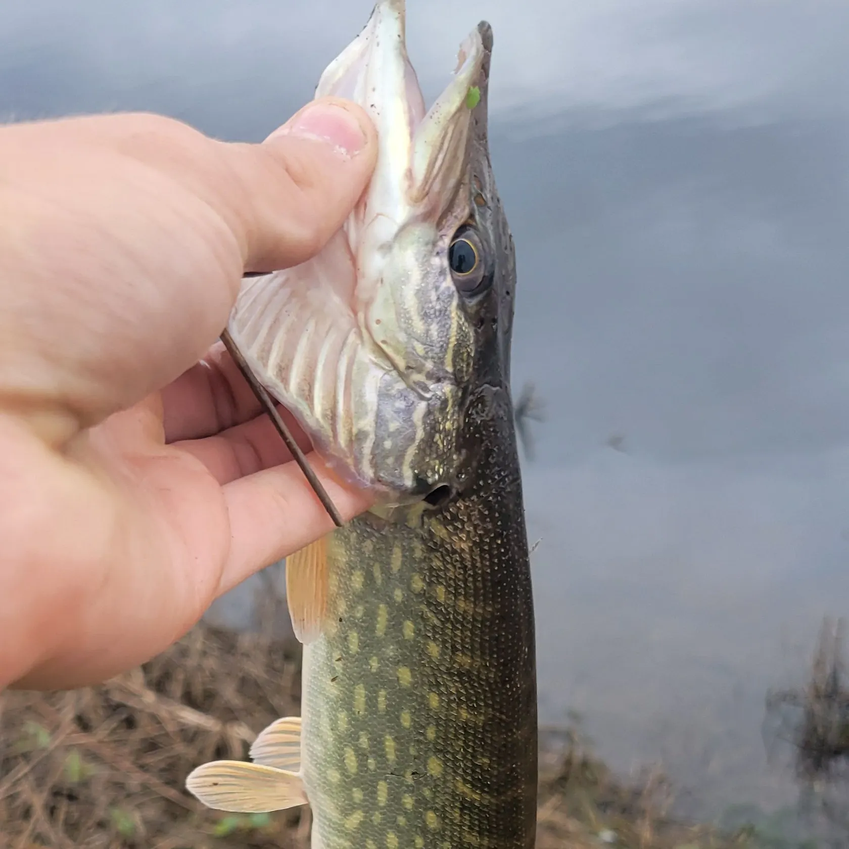 Northern pike caught on Fishbrain