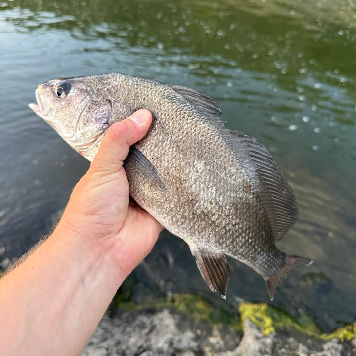 Freshwater drum caught on Fishbrain