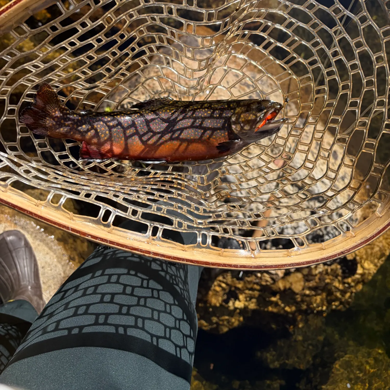 Brook trout caught on Fishbrain