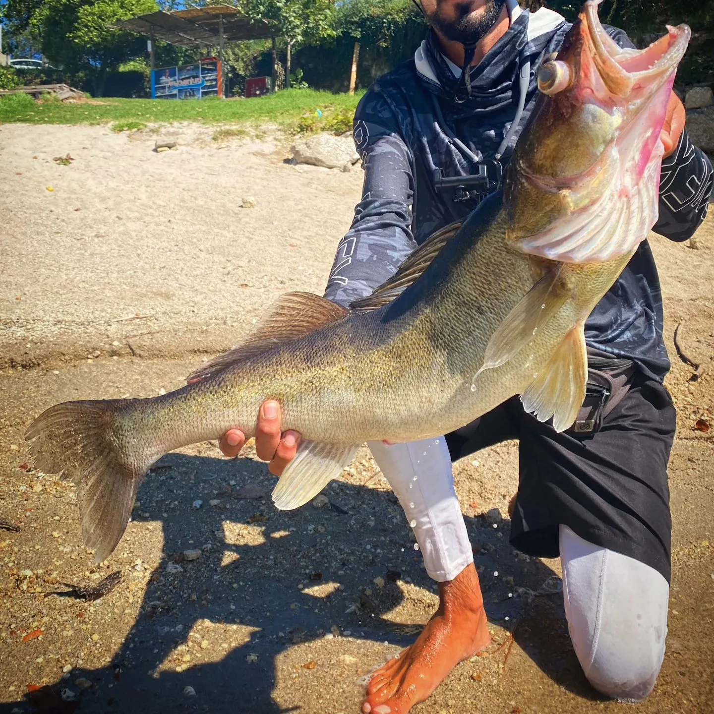 Zander caught on Fishbrain