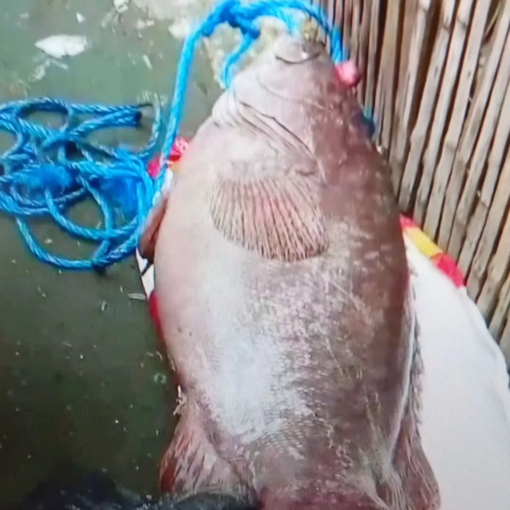 The most recent Saddletail grouper catches on Fishbrain