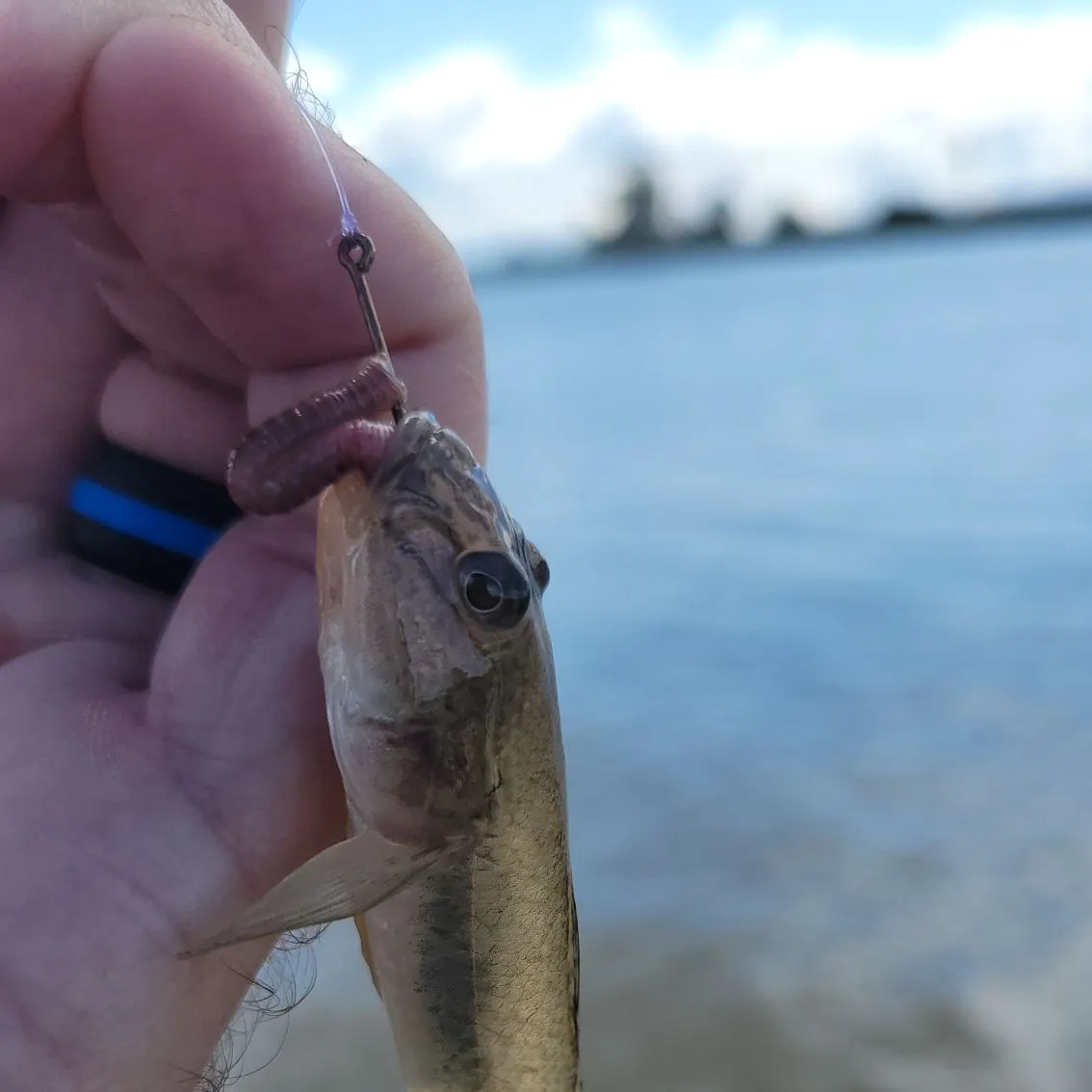 The most recent Yellowfin goby catches on Fishbrain