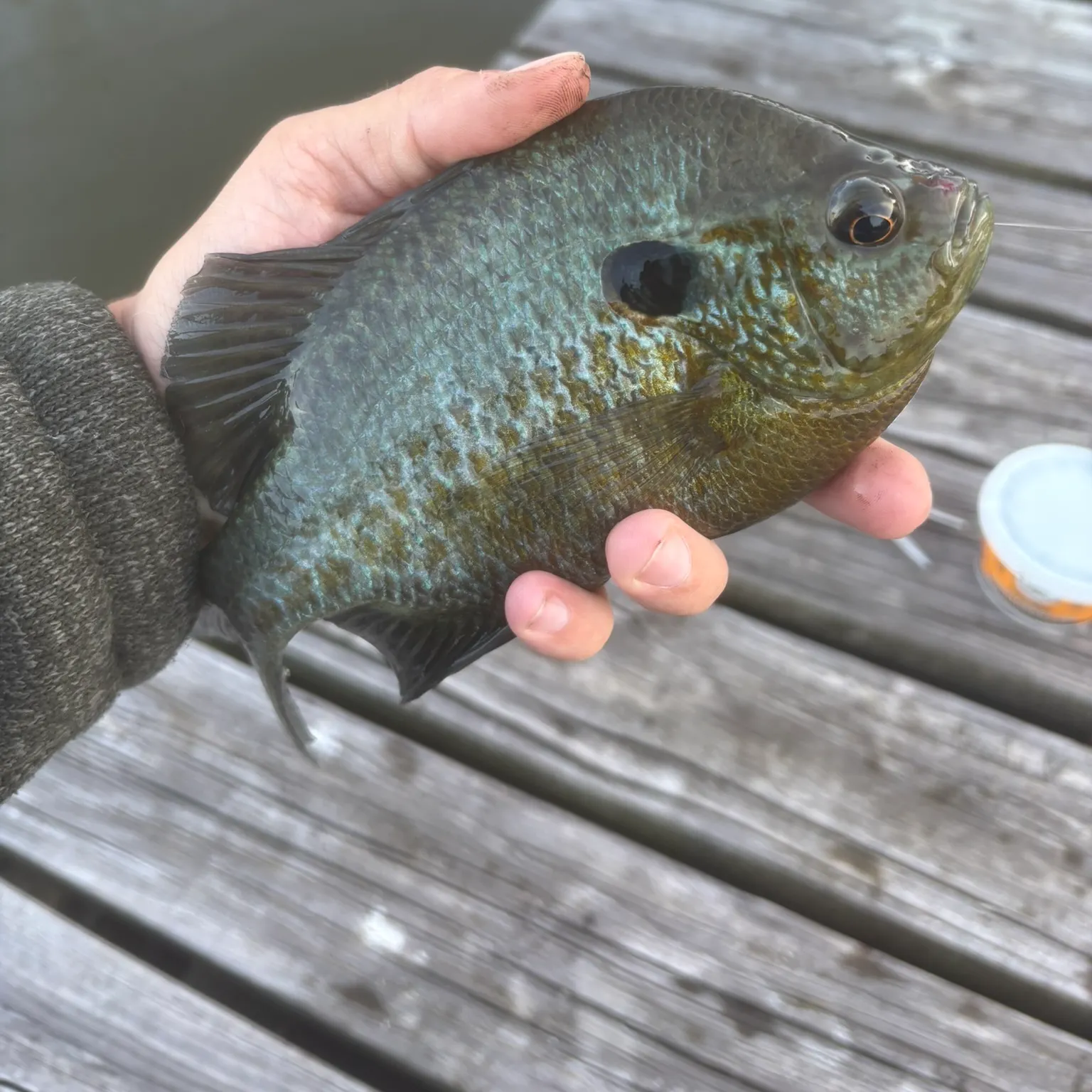 The most recent Redear x bluegill catches on Fishbrain