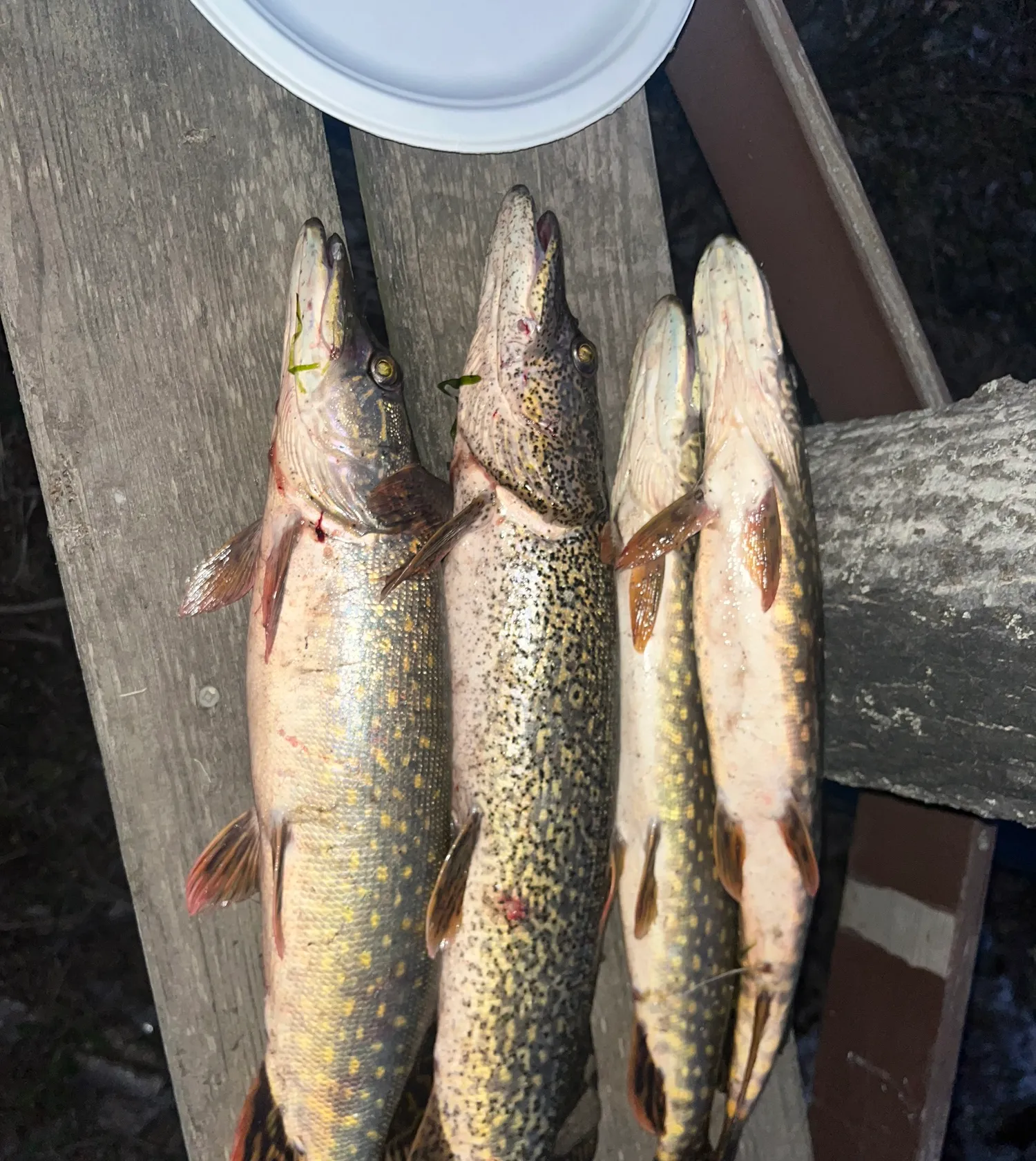 recently logged catches