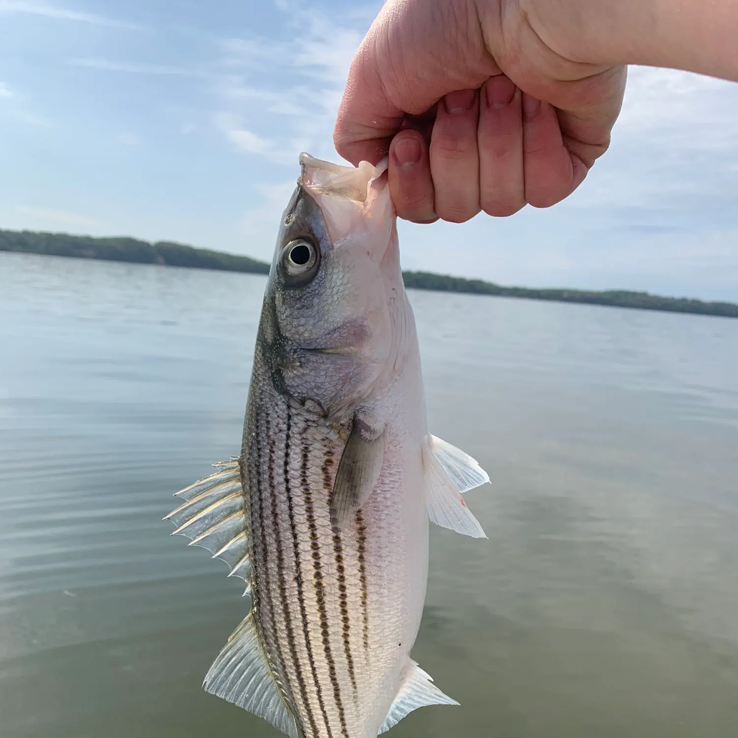 angler catch