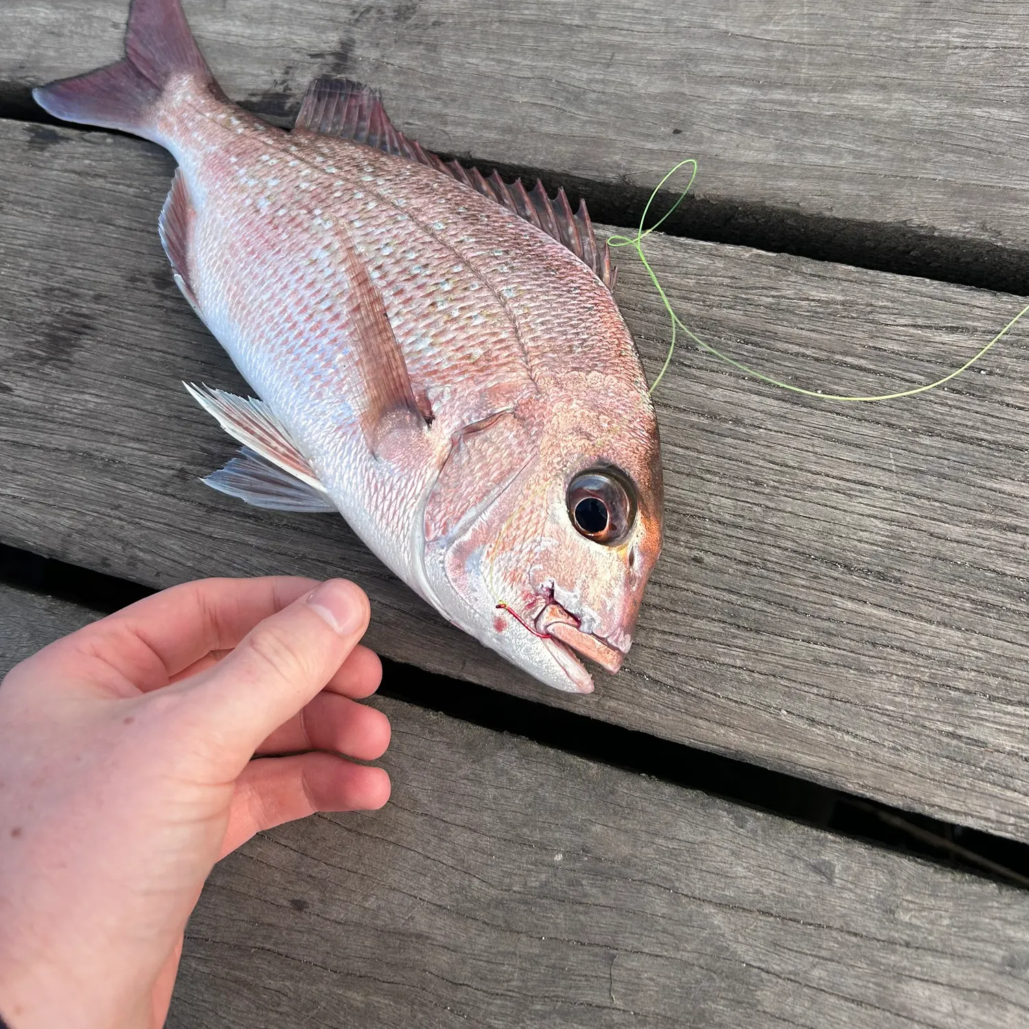 catch