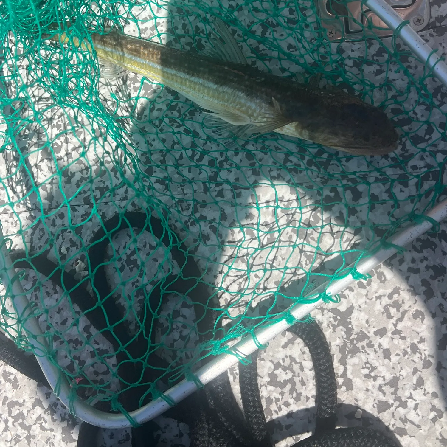 Brushtooth lizardfish caught on Fishbrain