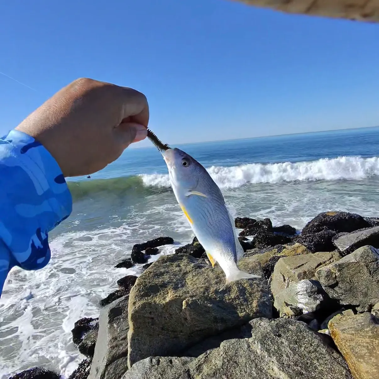 The most recent Yellowfin croaker catches on Fishbrain