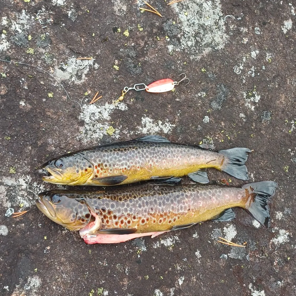 recently logged catches