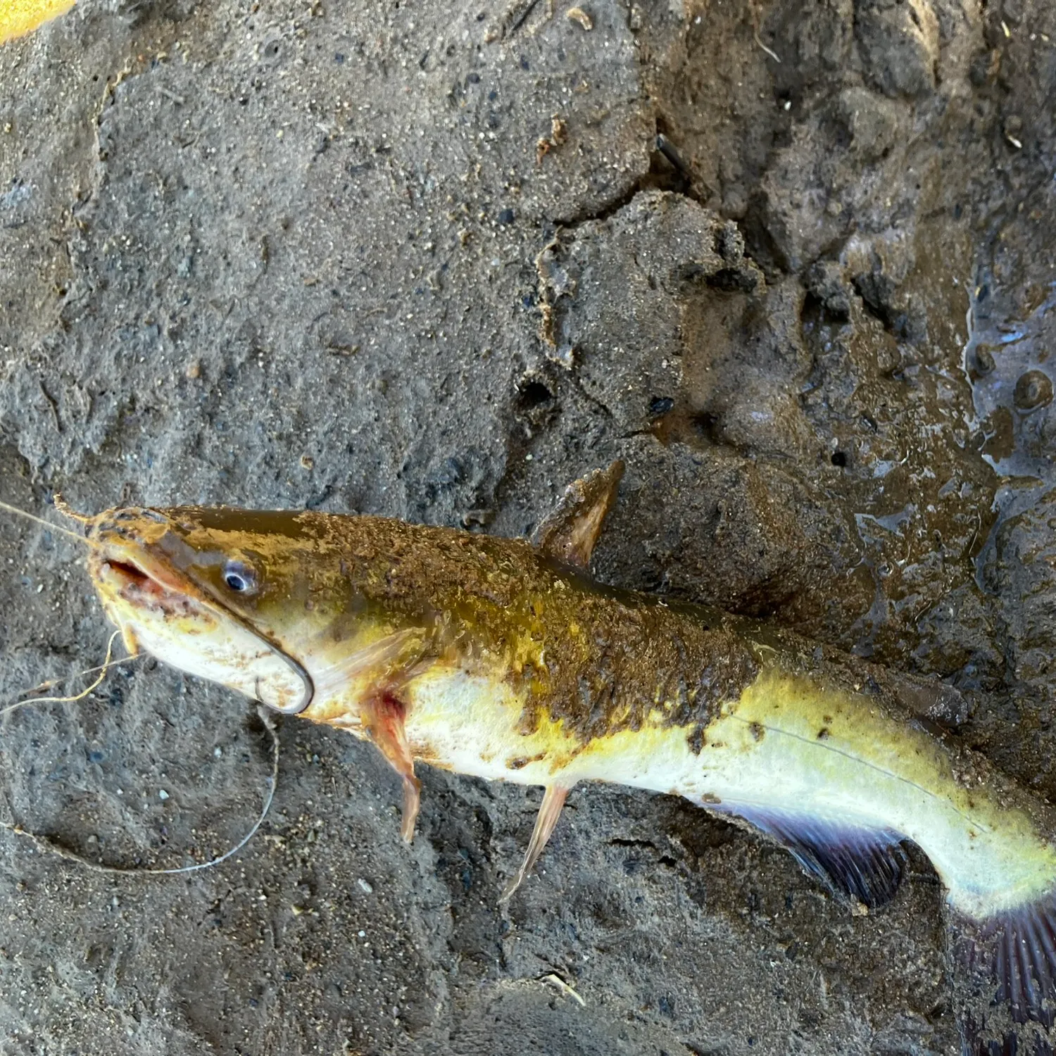 Channel catfish caught on Fishbrain