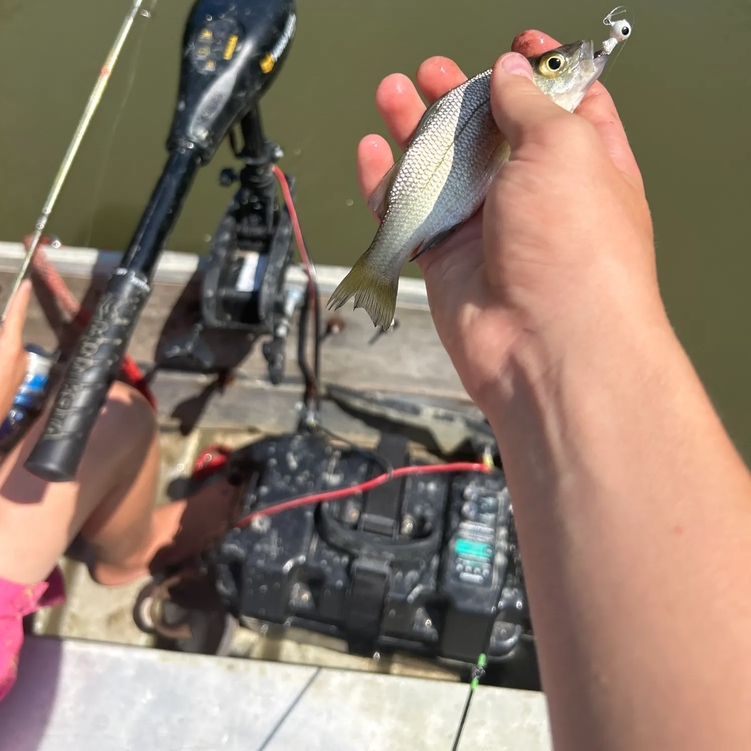 White perch caught on Fishbrain