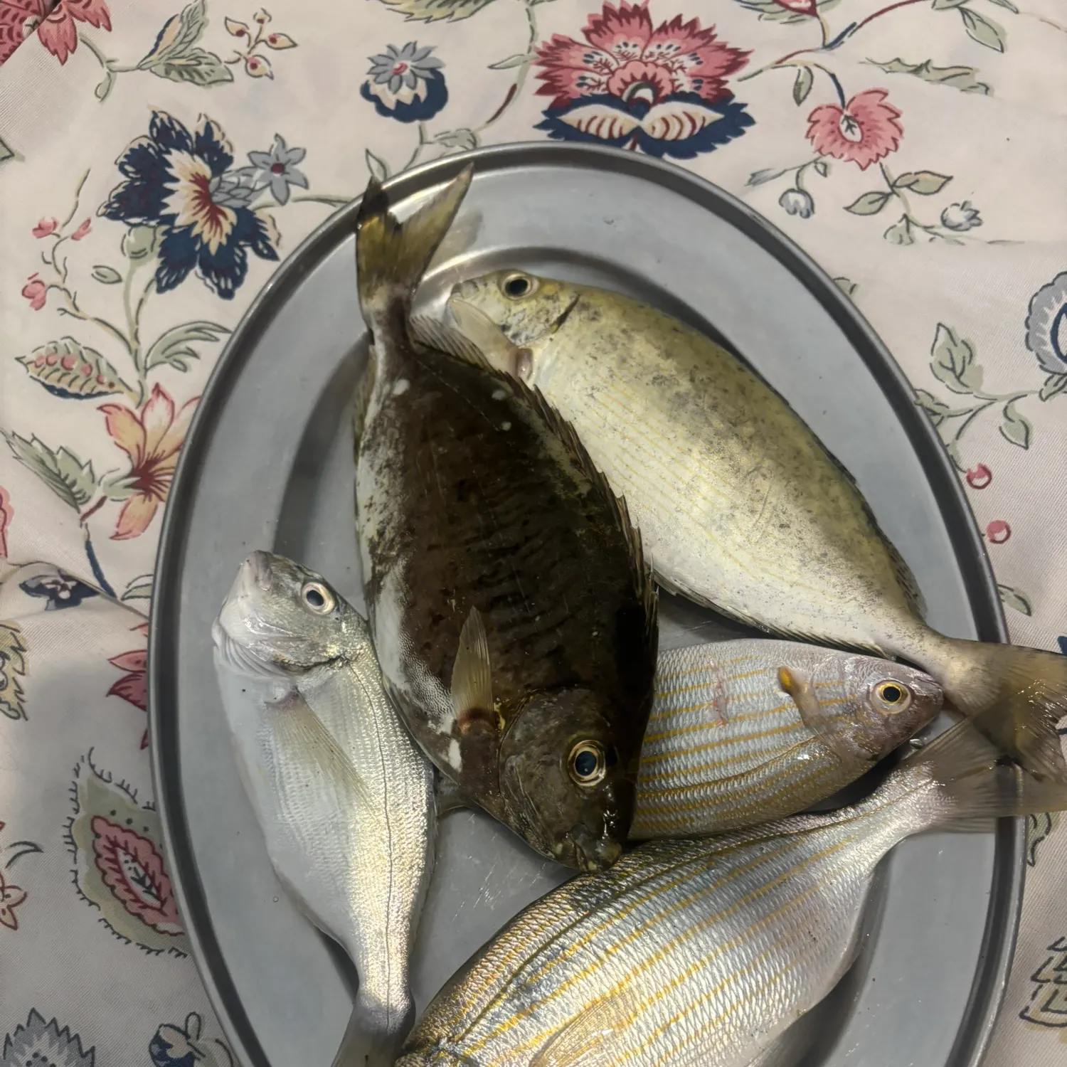 Salema porgy caught on Fishbrain