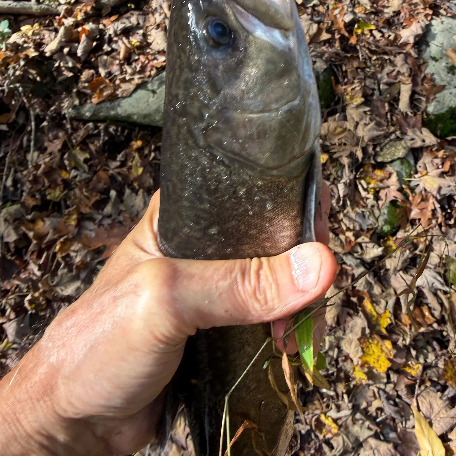 Brook trout caught on Fishbrain