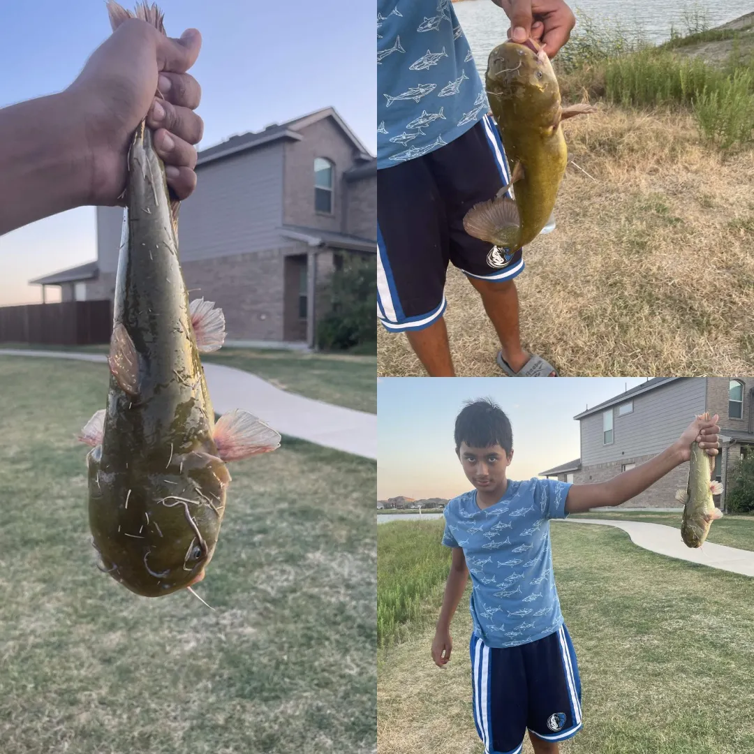 Yellow bullhead caught on Fishbrain