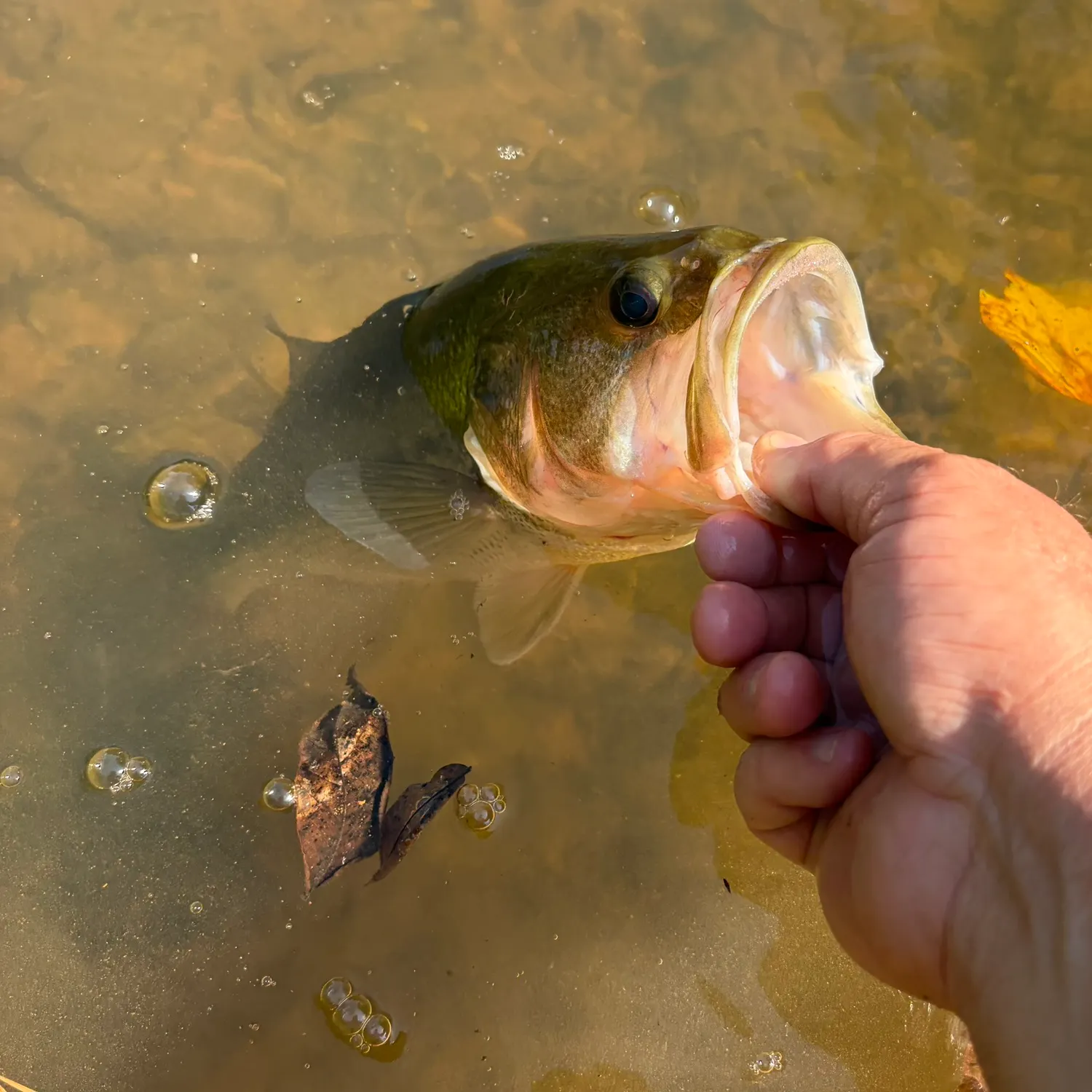 Largemouth bass caught on Fishbrain