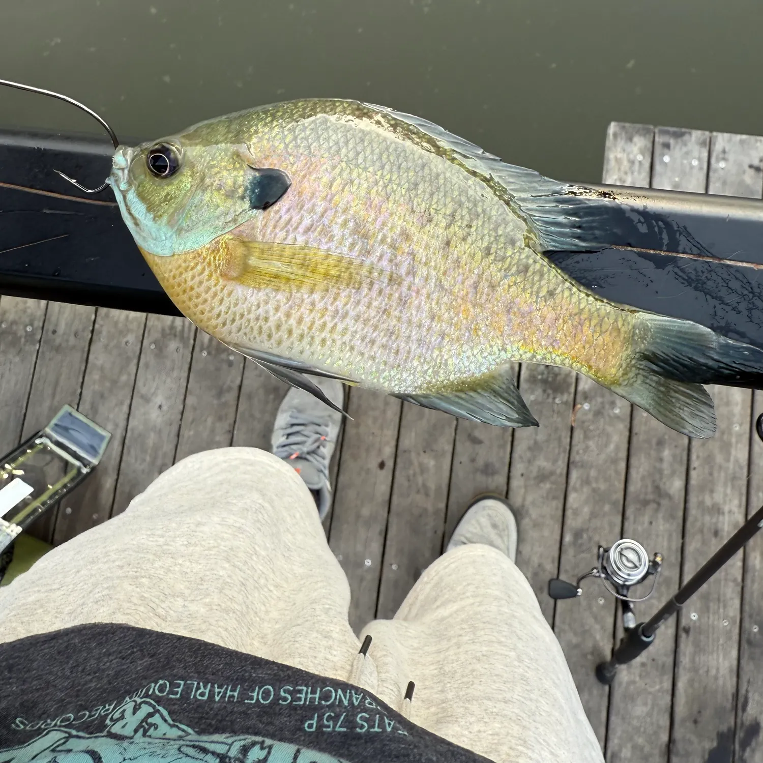 Bluegill caught on Fishbrain