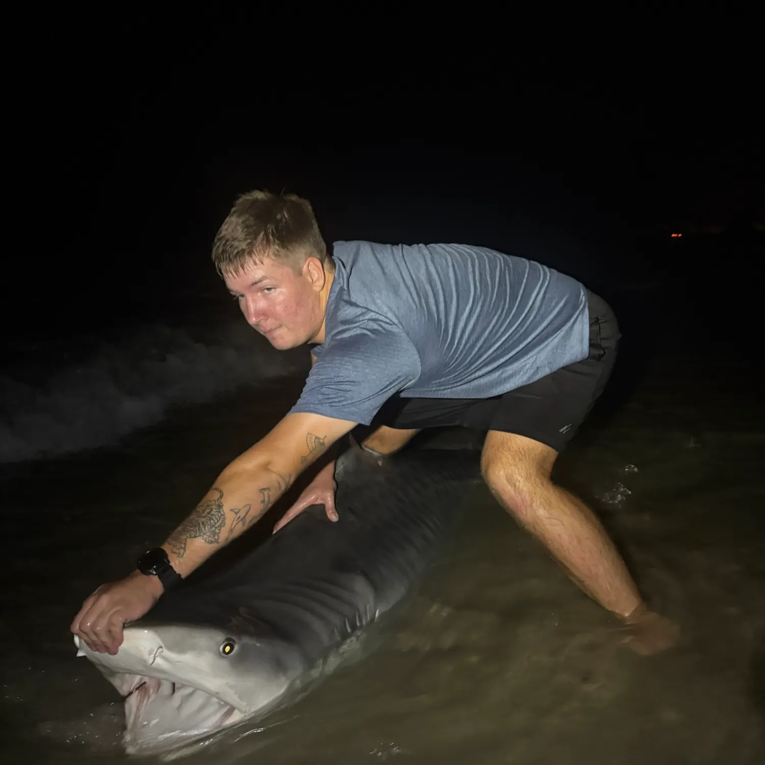 The most recent Tiger shark catches on Fishbrain
