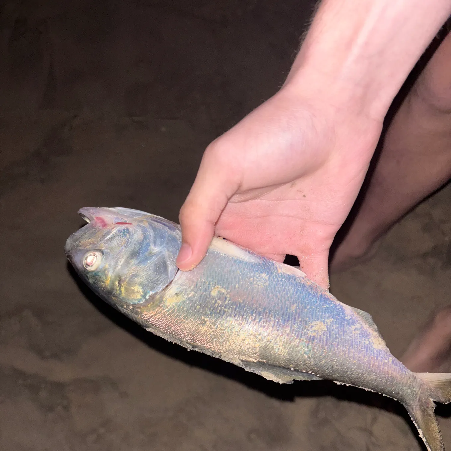 The most recent Threadfin shad catches on Fishbrain