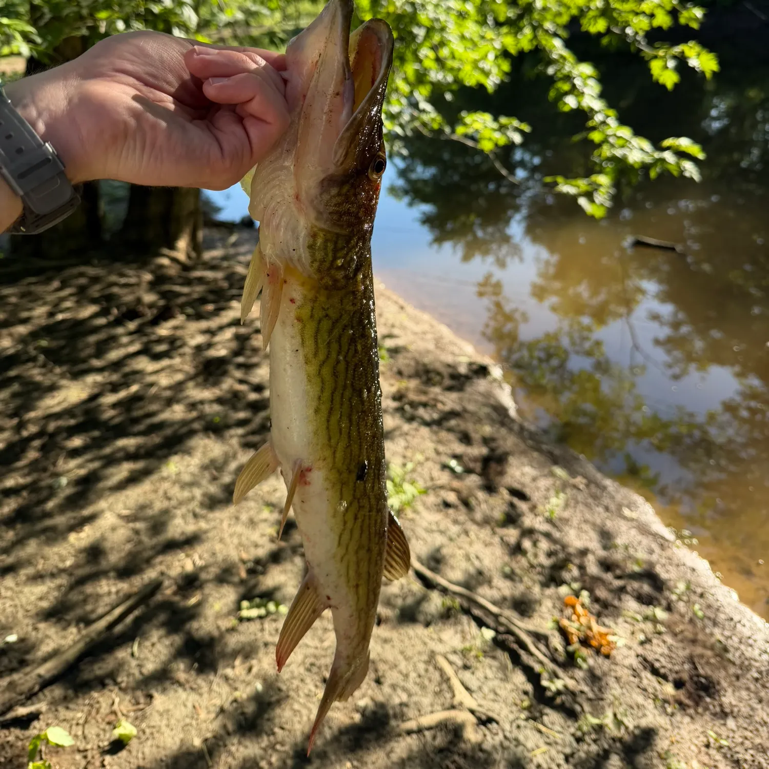 catch