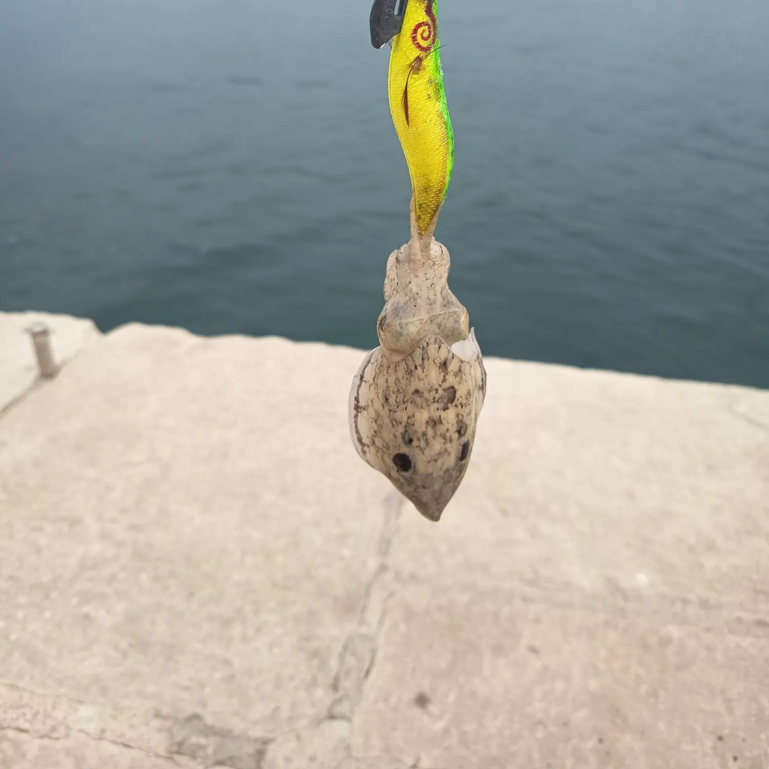 The most recent Common cuttlefish catches on Fishbrain