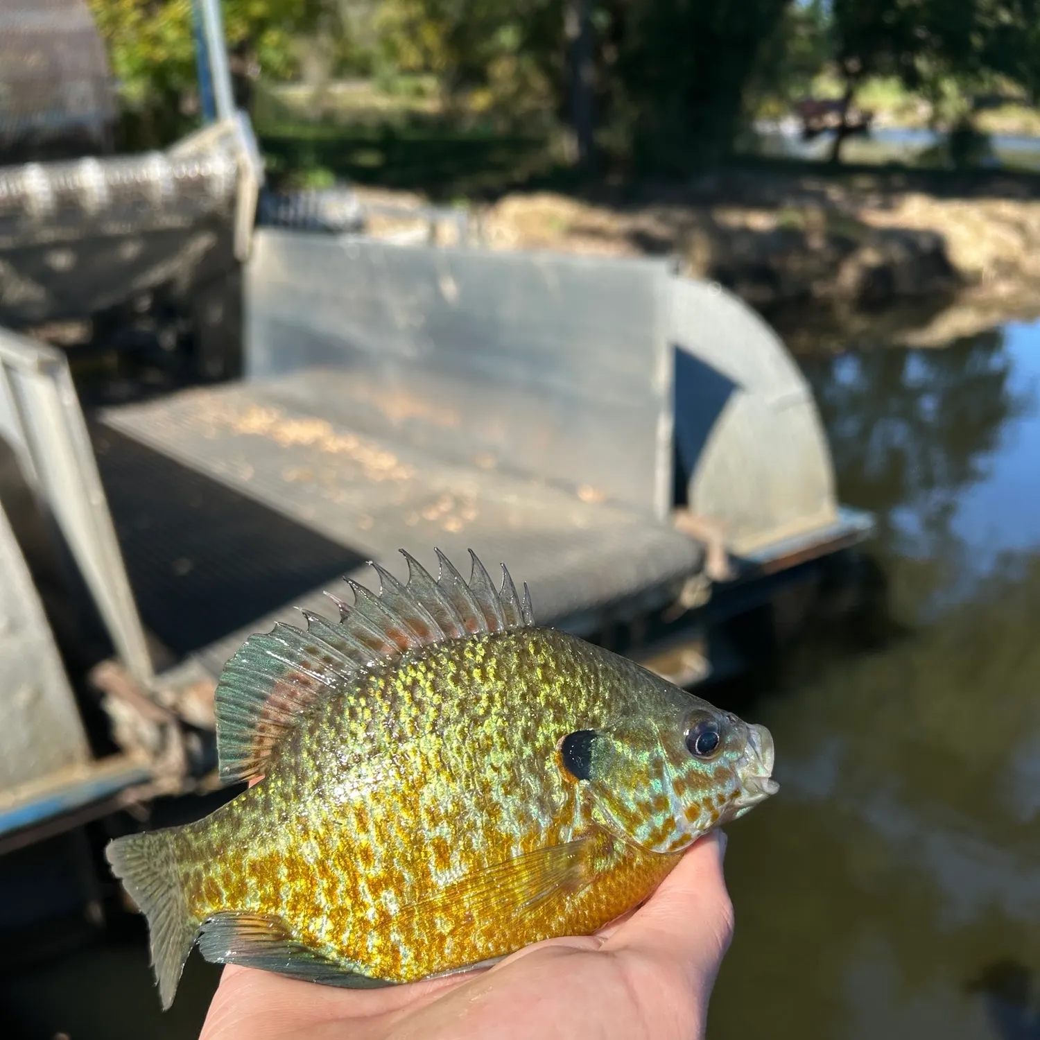 The most recent Pumpkingill hybrid catches on Fishbrain