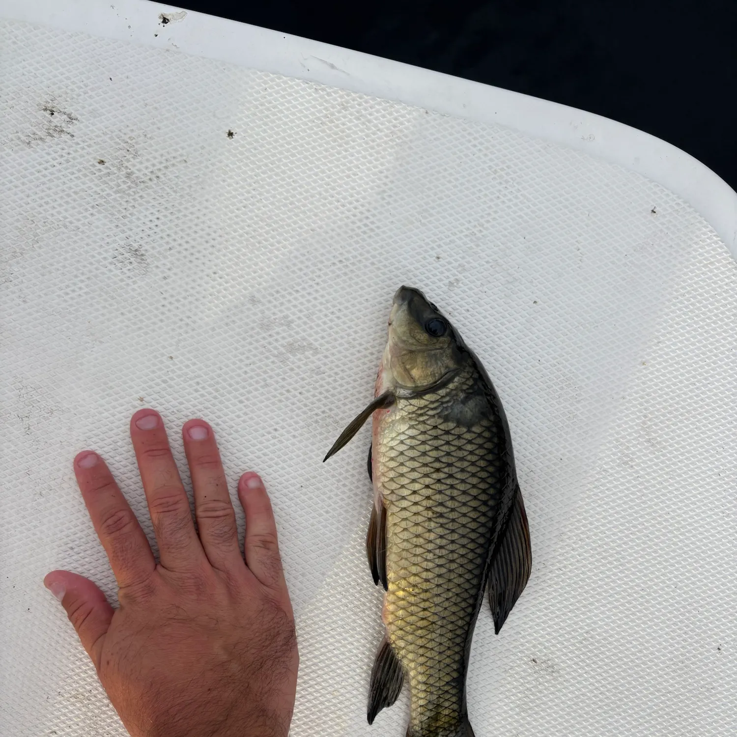 Golden shiner caught on Fishbrain