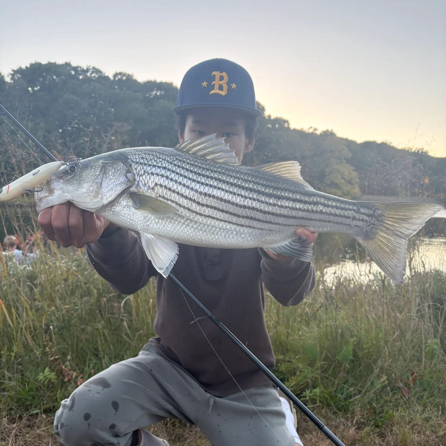Striped bass caught on Fishbrain